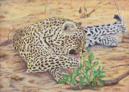 Leopard grooming while resting